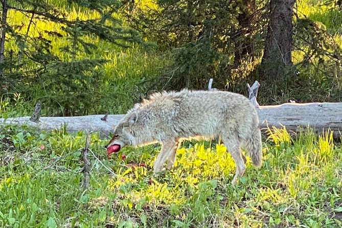 Exclusive Private Yellowstone Adventure: Explore The Lower Loop - Exploring the Lower Loop of Yellowstone