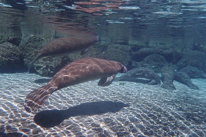 Exclusive Small Group VIP Heated Manatee Snorkel Tour - Exploring Floridas Ecosystem