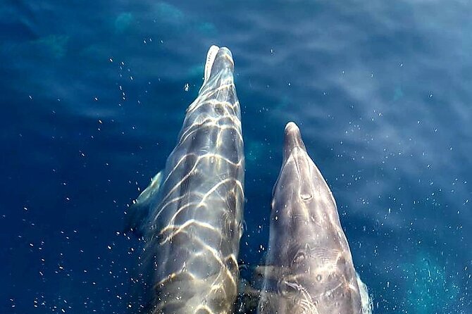 From Sagone/Cargèse: Scandola Calanques Piana Girolata Swimming - Highlights of the Scandola Calanques