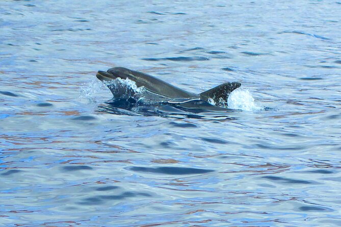 Fuerteventura Sailing Trip From Morro Jable - Discovering Marine Life