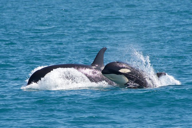 Full-Day Kenai Fjords National Park Northwestern Cruise - Witnessing Glacial Calving