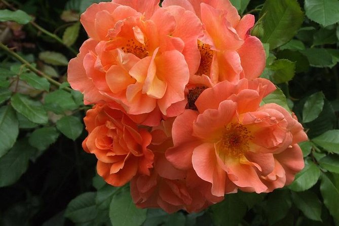 Giverny Monets House-Gardens Small-Group Tour Hotel Pick-up - Tour Timing Options