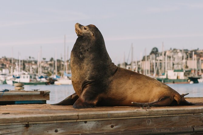 Glow Nightime Pedal Boat Rental in San Diego Bay - Eco-Friendly Practices
