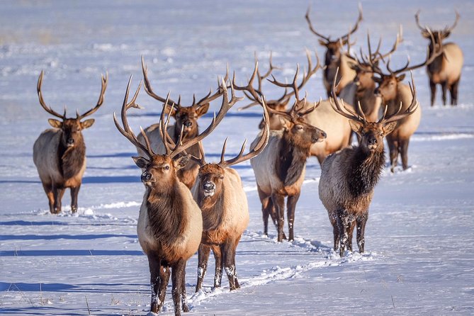 Grand Teton and National Elk Refuge Winter Wonderland Full Day Adventure - Traveler Testimonials and Feedback