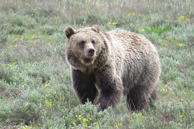 Grand Teton National Park - Full-Day Guided Tour From Jackson Hole - Additional Information and Recommendations
