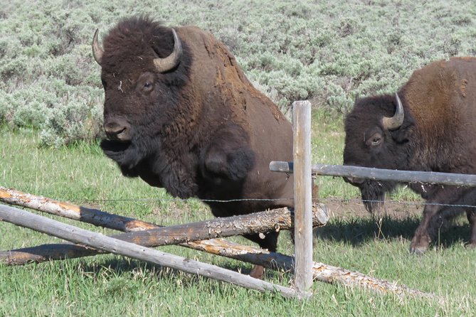 Grand Teton National Park - Sunset Guided Tour From Jackson Hole - Exploring the Grandeur of Grand Teton National Park