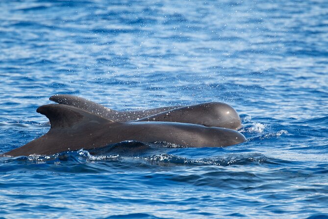 Guaranteed Dolphin and Whale Watch Tour in Kona - Booking Information