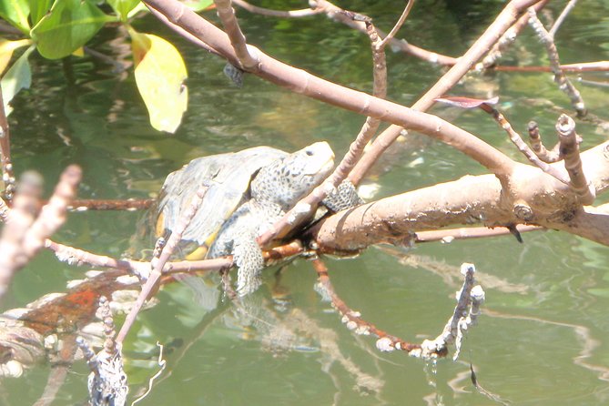Guided Kayak Eco Tour - Bunche Beach - Tour Guides and Customer Service