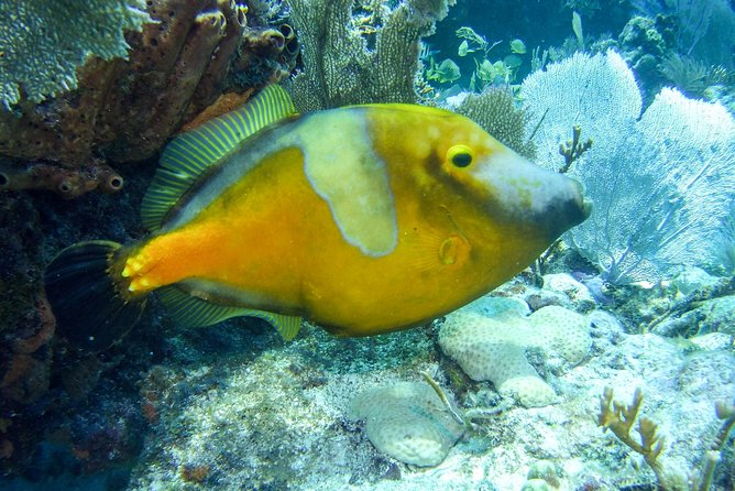 Half Day Snorkel Trip on Reefs in the Florida Keys - Challenges Noted by Guests