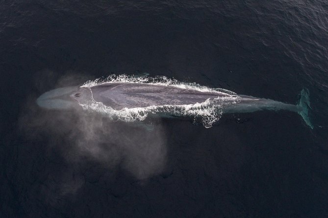 Half-Day Whale Watching Tour From Monterey - Meeting Point and Parking
