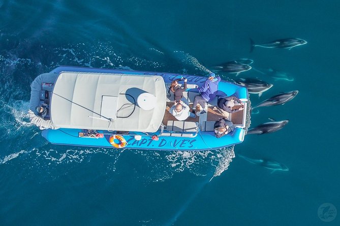 High Speed Zodiac Whale Watching Safari From Dana Point - What to Expect