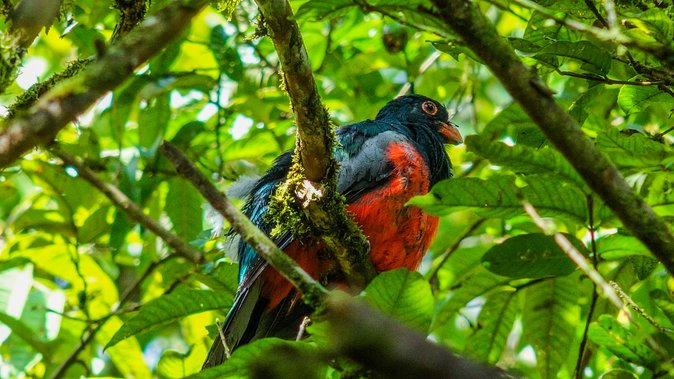 Hiking Lovers (Hanging Bridges + La Fortuna Waterfall + Volcano Hike) - Challenges Noted by Travelers