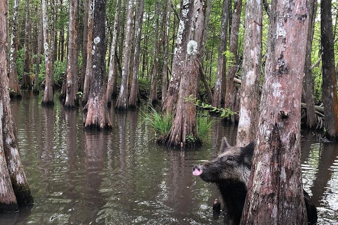 Honey Island Swamp Boat Tour With Transportation From New Orleans - Wildlife Sightings