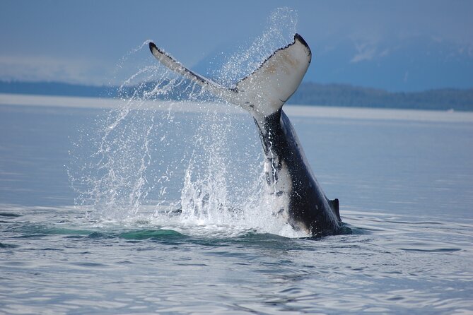 Hoonah Whale-Watching Cruise - Accommodations and Comfort