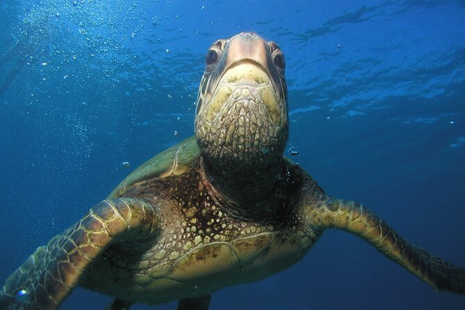 Intro Dive Kaanapali Swim Ability Required - Capturing Memories