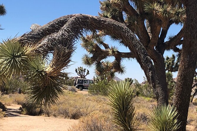 Joshua Tree National Park Driving Tour - Knowledgeable and Engaging Guides
