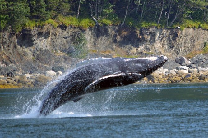 Juneau Whale Watching Adventure - Pricing and Refund Policy