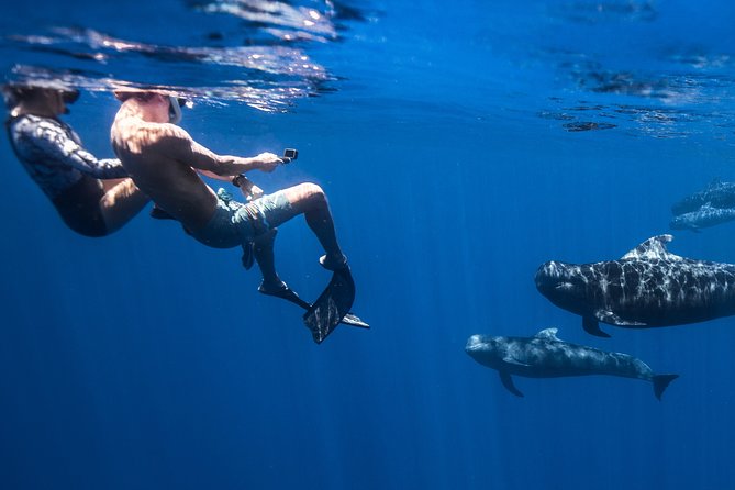 Kaimana Ocean Safari - Pricing and Cancellation Policy