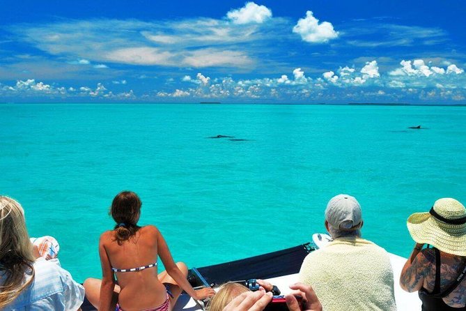 Key West Dolphin Watch and Snorkel Tour - Eco Adventure - Customer Feedback and Insights
