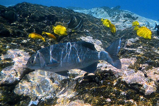 Kona Coast Cruise: Snorkel Kealakekua Bay & Dolphin Encounter - Dolphin Encounters