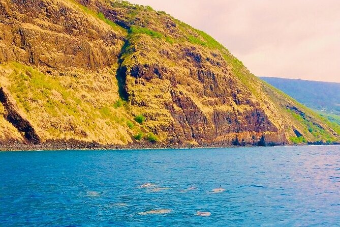 Kona Wild Dolphin, Sea Cave & Captain Cook Reef Snorkel Adventure - Vibrant Marine Life
