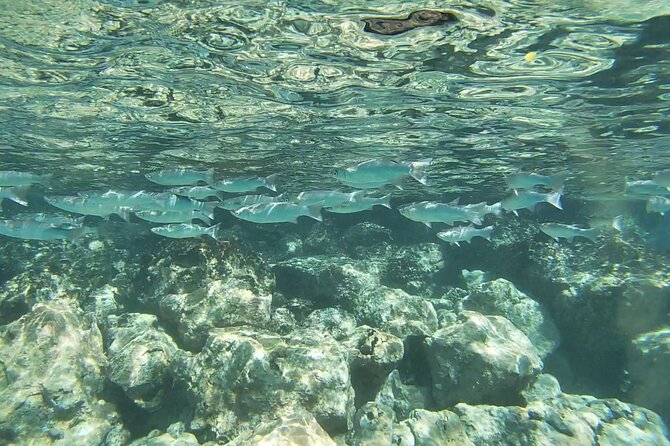 Konas Deluxe Snorkel - Snorkel Captain Cook and Place of Refuge - Physical Fitness Requirements