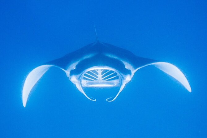 Konas Magical Manta Ray Night Snorkel: Small-Group Eco-Tour - The Manta Ray: An Enigmatic Marine Creature