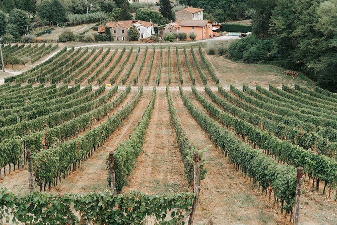 Lucca: Wine Tasting Experience - Tenuta Adamo Winery - Wine Sampling