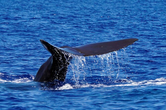 Magic Dolphin Sea Safaris - Meeting and Departure Information