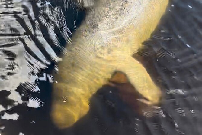 Manatee Sightseeing and Wildlife Boat Tour - Accessibility and Transportation