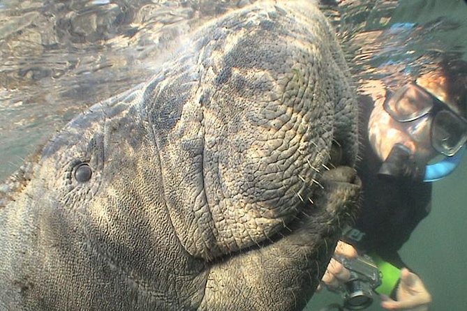 Manatee Snorkel Tour From American Pro Diving Center - Booking Information
