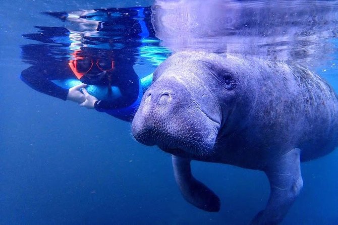 Manatee Swim Tour With in Water Photographer - Considerations and Recommendations