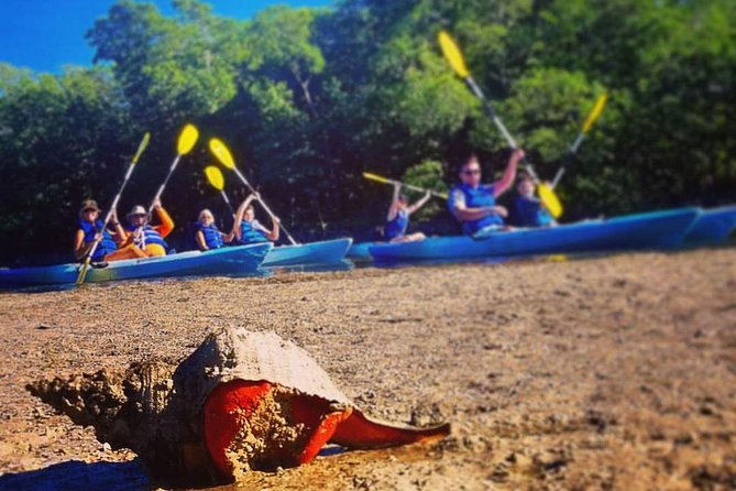 Mangrove Tunnels & Mudflats Kayak Tour - Local Biologist Guides - Customer Testimonials and Reviews