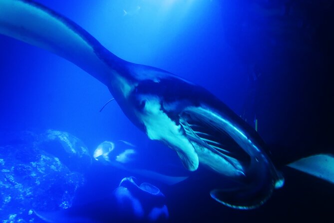 Manta Ray Night Snorkel Experience of a Lifetime - Manta Ray Sighting Policy and Conditions