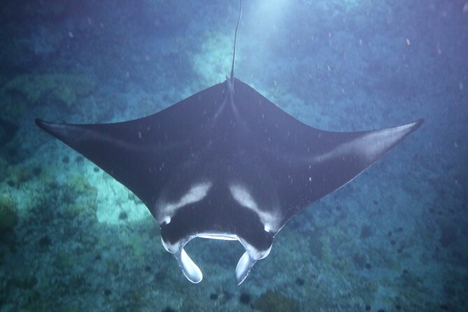 Manta Ray Night Snorkel Tour From Kona - Preparing for the Manta Ray Night Snorkel Tour