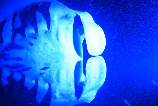 Manta Ray Night Snorkeling Adventure in Kailua-Kona - The Manta Ray Snorkeling Experience