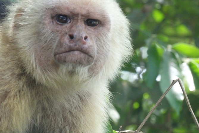 Manuel Antonio National Park Day Trip From San Jose - Booking and Pricing Details