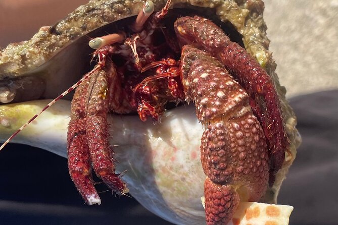 Marco Island Wildlife Sightseeing and Shelling Tour - Knowledgeable Guides
