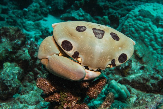 Maui Scuba Diving Introductory Lesson From Lahaina - Booking and Logistics