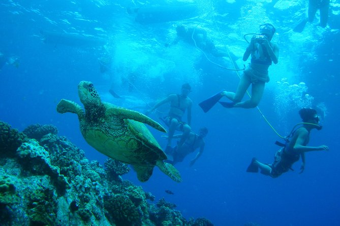 Maui Snorkeling Molokini Crater and Turtle Town - Safety and Accessibility