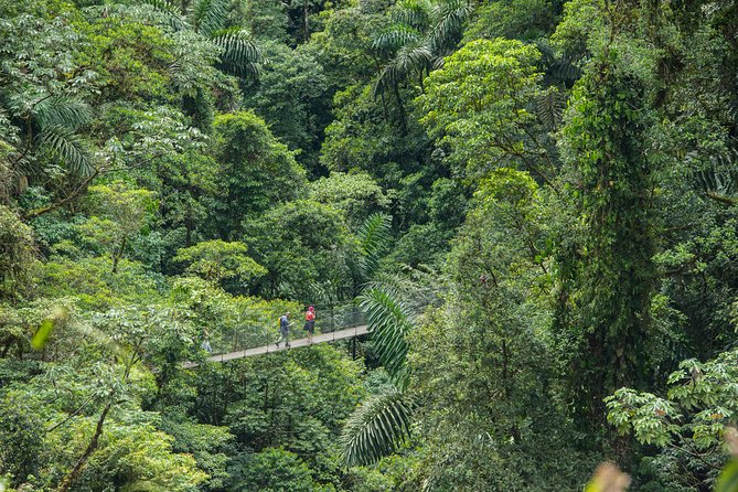 Mistico Hanging Bridges AM or PM, Guide & Transport - Maximize Your Hanging Bridges Experience