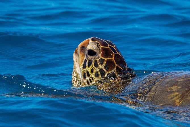Moana's Waikīkī Grand Guided Turtle Snorkel & Sailing Adventure - Customer Ratings and Feedback