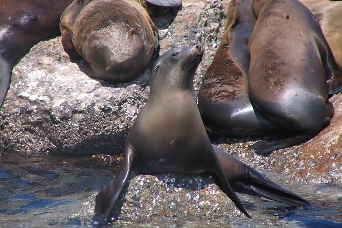 Monterey Whale Watching Tour - VIP Seating Upgrade Option