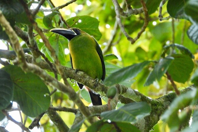 Monteverde Cloud Forest Reserve Morning Walk -Monteverde Wild- - Recommendations