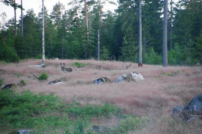 Moose Safari in the Wild Sweden Tiveden - Moose Behavior and Ecology