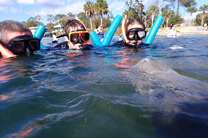Most Popular 3hr Manatee Swim Tour + In-Water Guide! - Manatee Encounters