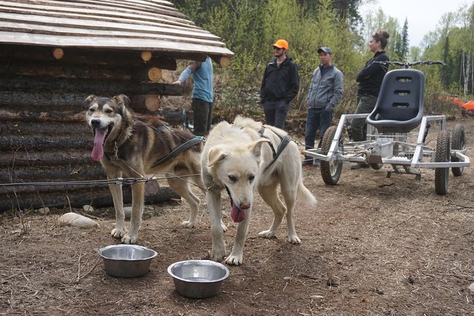 Mush Your Own Sled Dog Team (Summer/Fall Tour) - Sled Dog Racing Traditions and Training