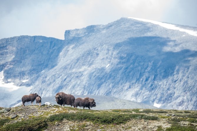 Musk Ox Safari in Dovrefjell National Park From Oppdal - Meeting Point and Start Time