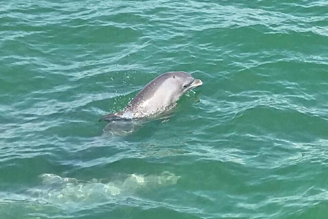 Myrtle Beach Dolphin Cruise - Pricing and Booking