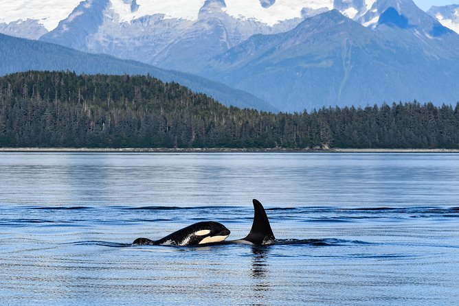 Narrated Whale Watching Cruise With Glacier View Stop - Safety and Weather Considerations